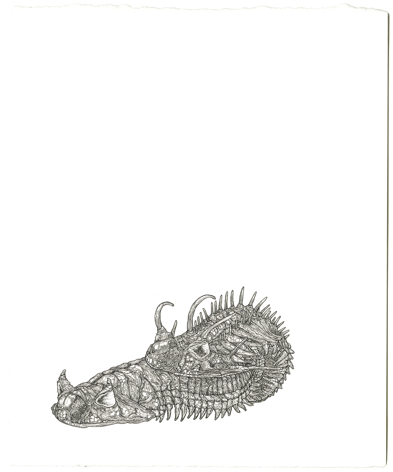 trilobiteslarge2