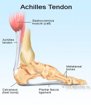 achilles-tendon