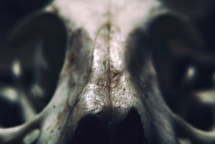 A close-up of an animal skull.